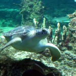 A sea turtle at Aquarium of Genoa, by Eric Borda