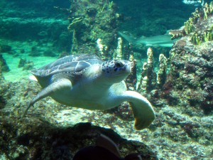 A sea turtle at Aquarium of Genoa, by Eric Borda