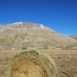 Fields in Castelluccio