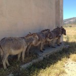 Asinara island