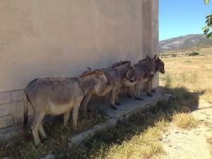 Asinara island