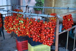 Herculaneum grape tomatoes
