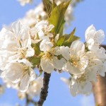 The Cherry Flowers of Vignola