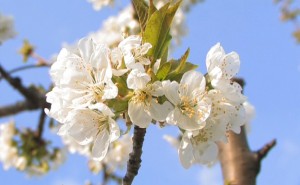 The Cherry Flowers of Vignola