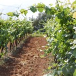 vineyard in Tuscany