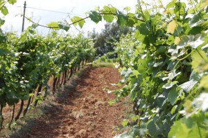 vineyard in Tuscany