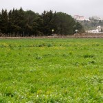 landscape in the Valle d'Itria