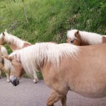 Agriturismo's horses