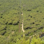 Drainage canals between the trees