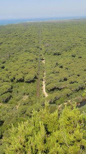 Drainage canals between the trees