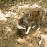 dog drinking fresh water