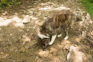 dog drinking fresh water