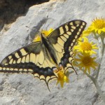 Macaone, the "Leopard butterfly"