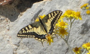 Macaone, the "Leopard butterfly"