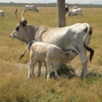 Wild cows in the Park