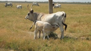 Wild cows in the Park