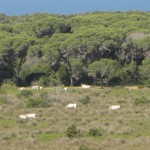 Wild cows in the Maremma Park