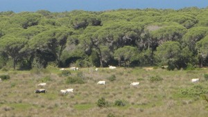Wild cows in the Maremma Park