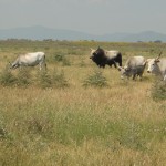 Cows and bull in the Park