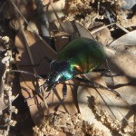 The beetle "Robber of crysalis"
