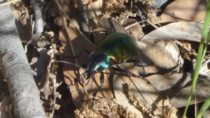 The beetle "Robber of crysalis"