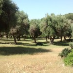 Maremma Park, Olive grove