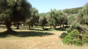 Maremma Park, Olive grove