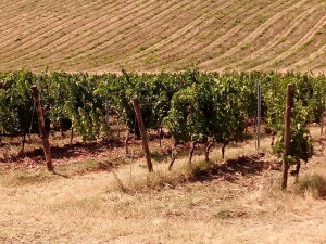 Tuscany view, Pic by Volunteers of Legambiente Prato