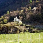 Valtellina's vineyards