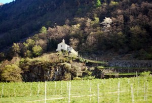 Valtellina's vineyards