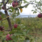 Apple trees