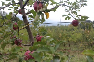 Apple trees