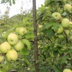 Apples from Molise