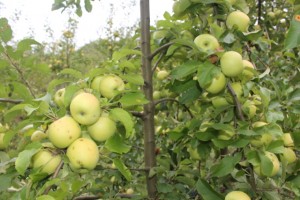 Apples from Molise
