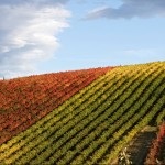 Countryside of Levizzano Rangone, pic by Francesca Cuoghi