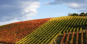 Countryside of Levizzano Rangone, pic by Francesca Cuoghi