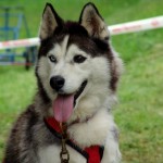 Sled dog in Cansiglio