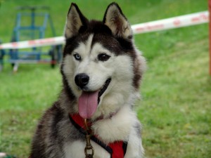 Sled dog in Cansiglio