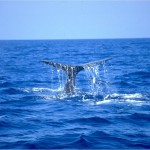 Cetacean Sanctuary, pic by Guido Mojoli