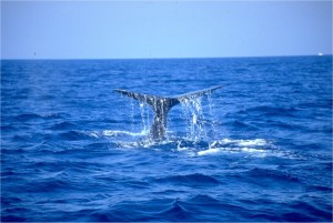 Cetacean Sanctuary, pic by Guido Mojoli