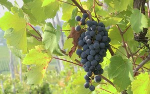 The vineyard of Rovescala, Oltrepò Pavese