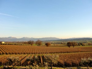 Sagrantino's vineyard, pic by Flickr User Umbria Lovers