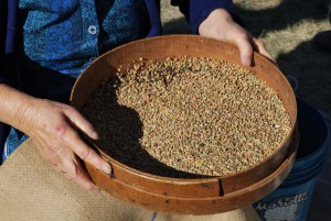 Castelluccio lentils