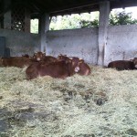 Cows of the Battivacco farmstead