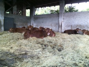 Cows of the Battivacco farmstead