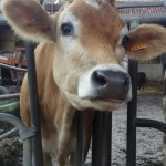 Cows in town in the Campazzo farmstead