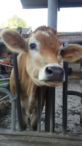 Cows in town in the Campazzo farmstead