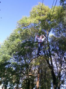 Tree Experience in Milan