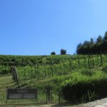 The vineyards