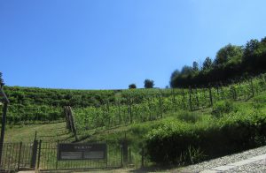 The vineyards